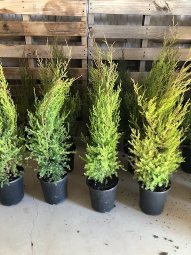 Trees of Every Kind