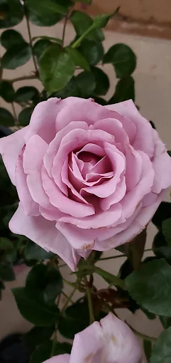 Shrubs, Roses & Flowering Plants